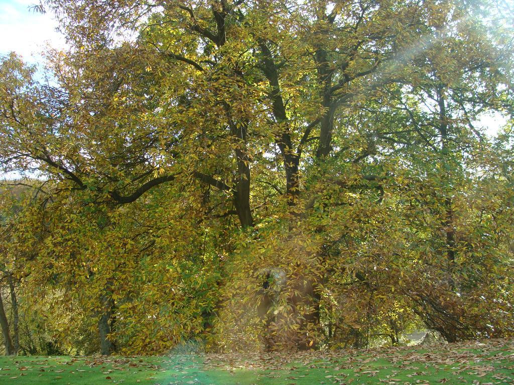 Chambre D'Hotes Les Champarts Tourville-la-Chapelle Exterior foto